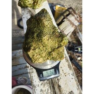 Fiji Dry Base Rock for Saltwater Aquarium Setup Natural Reef Rock Aquascaping